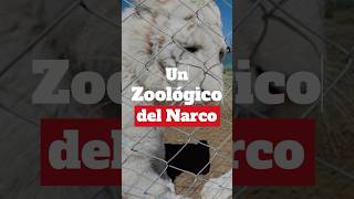 Tumbaron Zoológico Al Narco Zoo Zoológico Edomex Ocoyoacac [upl. by Haisi]