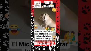 quotBatalla felina vs canina ¡Cuando el Juego se Vuelve Realquot dog cat mexico animals cachorros [upl. by Decca299]