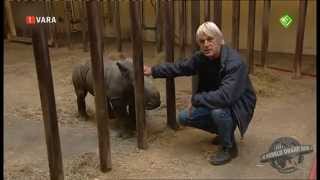 Baby rhino escapes from stable YouTube [upl. by Menard196]