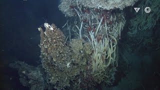 Hydrothermal vents Explore a bizarre deep ocean habitat [upl. by Krauss]