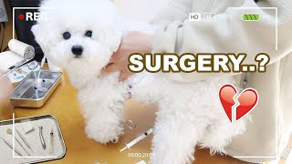 My Dog Gets Surgery [upl. by Jarvis993]