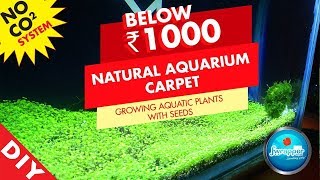 How to Make Aquarium Carpet  Growing Aquatic Plants With Seeds  Planted Tank [upl. by Namrej137]