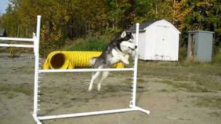 Siberian Husky Agility Demo WDMA 2009 [upl. by Evelc]