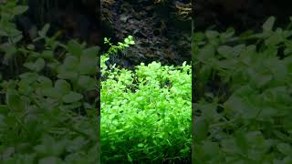 Monte Carlo Carpet Plant plantedtanksetup aquariumplants aquariumaquascape aquaticplants [upl. by Eeneg]