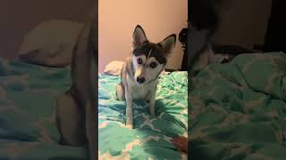 Sapphie the pomsky POV your puppy becomes a dog [upl. by Derzon]