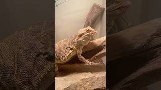 Hornworm didn’t stand a CHANCE beardeddragon leatherback Hornworm feeding [upl. by Ahsirahc18]