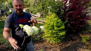 Make way for a Snowball Viburnum [upl. by Nailij841]