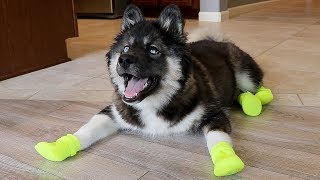 Funny Huskies Try Shoes For The First Time [upl. by Birch63]