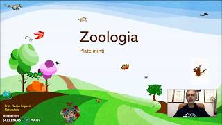 Zoologia  Platelminti [upl. by Flore993]