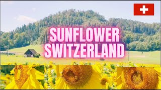 SUNFLOWER FIELD IN SWITZERLAND india phillipines indonesia subscribers subscribe switzerland [upl. by Leisam]