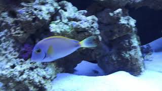 Scarus Qouyi amp Australian Acanthurus Dussumieri Tang [upl. by Kirred]