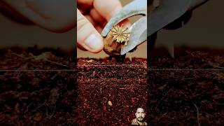 Growing Poppy Plant from Seeds  Soil cross section greentimelapse gtl timelapse [upl. by Featherstone507]