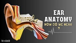 How Do We Hear  Ear Anatomy 3D Video [upl. by Eaner]