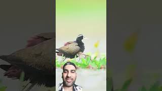 A male Bronzewinged jacana in life cycle duty wildlife birds nature shortvideo shorts [upl. by Adaminah]