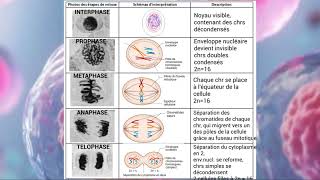 cours interphase et mitose [upl. by Nnaillek]