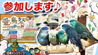 愛鳥祭参加＆ガサガサを作った＆押し活インコの三角関係『週末インコライフ』 [upl. by Nylasor699]