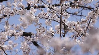 Cerisiers en fleurs à Tokyo [upl. by Shelah]