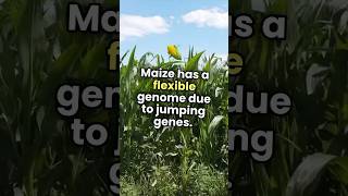 Maize has flexible genome due to jumping genes biologyfacts [upl. by Odnumyar840]