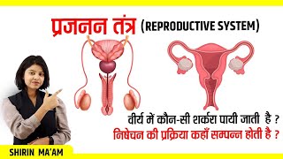 प्रजनन तंत्र Reproductive System SCIENCE CLASS For All Competitive Exam By Shirin Maam [upl. by Eynenihc]