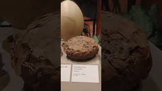 Fossilized dinosaur egg at the Houston Museum of Science at Sugarland [upl. by Ahslek100]