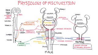 Physiology of Micturition [upl. by Alleris]