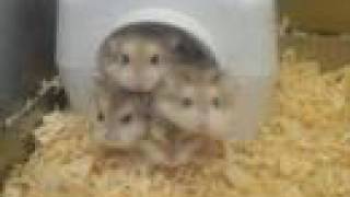 Funny hamsters  funny hamster video  Part 4 [upl. by Harli]