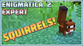 Squirrels in the Twilight Forest  Minecraft Enigmatica 2 Expert 21 [upl. by Onibag]