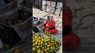 Orange fruits 🍊plant Why orange farmingorange harvesting plants [upl. by Campy]