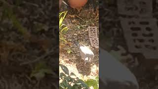 Wood Pigeon eating seeds on the ground2 [upl. by Fallon725]