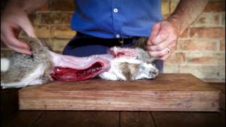 How to butcher a rabbit [upl. by Childers]