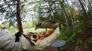 Female RoseBreasted Grosbeak June042019 [upl. by Barnabe]