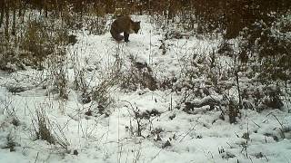 Renard et autres surprises dans la neige [upl. by Enelec674]