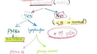 CSF analysis in meningitis algorithm when Lumbar puncture is necessary [upl. by Asert885]