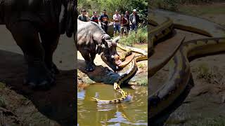 Rhino and giant python youtubeshorts wildlife snake animal animals rhino [upl. by Bessie]