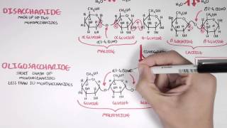 Biochemistry of Carbohydrates [upl. by Haduhey]