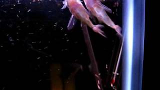 75 Gallon Aquarium  Brochis Splendens Feeding [upl. by Marella]