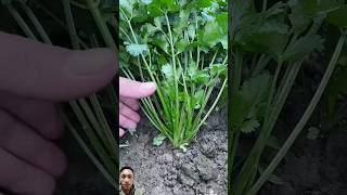 This Is The Best Techniques Of Collecting Coriander Farming Rural village life satisfying [upl. by Landa496]