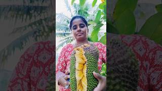 Minivlog25 Jack fruit🍍Fig🫐 panneer🌹 rose harvest in our garden shorts diml gardening harvest [upl. by Nednyl]