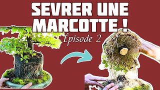 Comment SEVRER une MARCOTTE  🌱 NEJIKAN BONSAI 🌱 [upl. by Rozanna333]