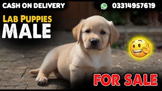 Lab Puppies Male Available For SaleCash On Delivery AvailableContact Number 03314957619 [upl. by Arnaldo]