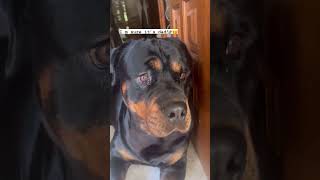 My Rottweiler Calls Mom to Blame Dad for Pooping Incident rottweiler [upl. by Gmur]