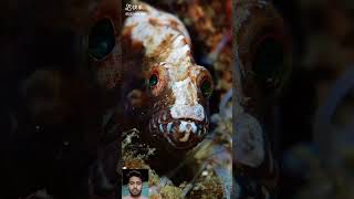 Colouring fish vairalvideo funny duet babyanimal shortvideo tiger babycat cute [upl. by Secnarf]