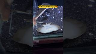 Why Stingray is Doing this😭😭​nikhilpatle314 stingray stingrayfish shorts fish [upl. by Frankhouse]