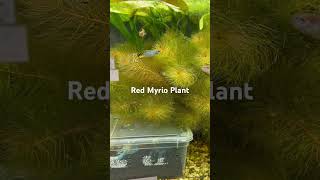 Red Myrio Plant A Fascinating Species Of Plant [upl. by Eseuqram804]