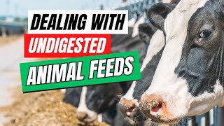 Why Undigested Animal Feeds Is Slowing Down The Growth and Productivity of Your Animals [upl. by Annig]