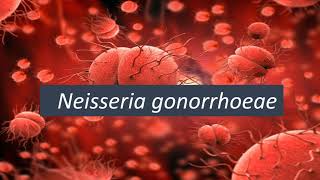 Microbiologia Médica Neisseria gonorrhoeae [upl. by Netsruk]