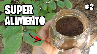 Como Hacer Harina de Algarroba  Receta Diabetes y Visita al Garden Vlog 2  La Huerta de Ivan [upl. by Aniahs]