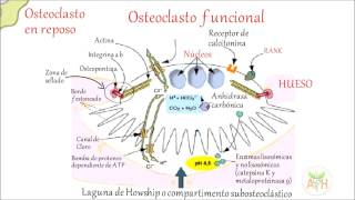 Osteoblasto en la generación de osteoclasto y osteoporosis [upl. by Enajharas]