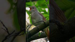 Three melodious nightingales The best bird song lovebirdsounds [upl. by Darach]