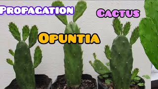 How to propagation opuntia cactus very easily 🌵 [upl. by Clover]